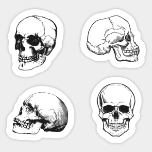 Anatomy Skulls Pack Sticker